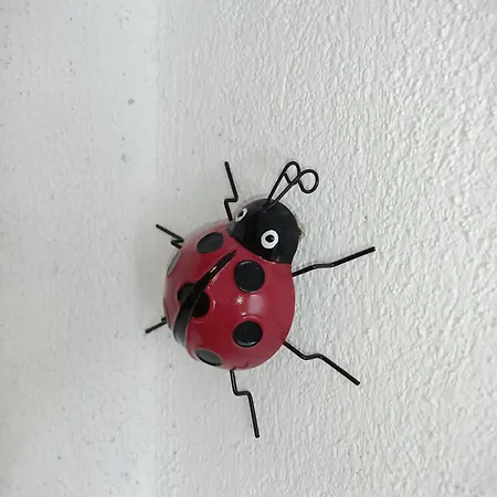 Ladybird&turtle Daire