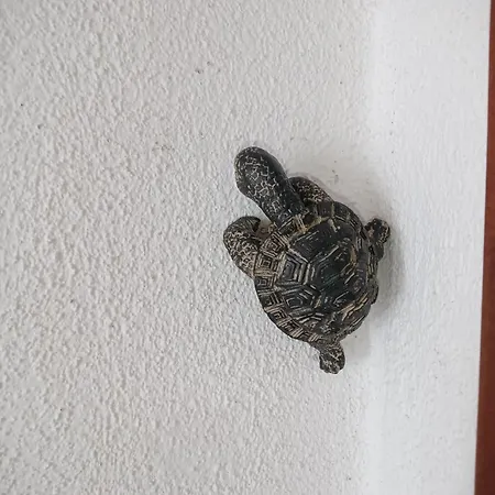 Daire Ladybird&turtle